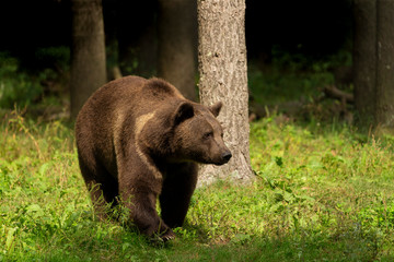 Fototapeta na wymiar The Grizzly Bear (Ursus arctos) is north American brown bear. Grizzly walking in natural habitat,forest and meadow at sunrise.