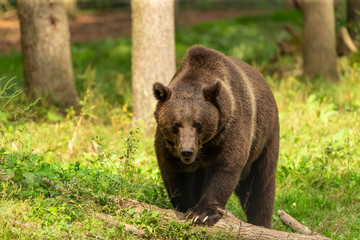 Naklejka na ściany i meble The Grizzly Bear (Ursus arctos) is north American brown bear. Grizzly walking in natural habitat,forest and meadow at sunrise.