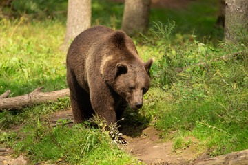 The Grizzly Bear (Ursus arctos)  is north American brown bear. Grizzly walking in natural habitat,forest and meadow at sunrise.