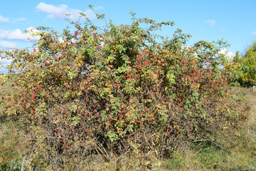 Fototapeta na wymiar rosehip berries on the bush