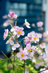 Pink Flowers