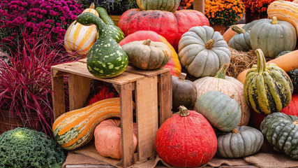 Display of pumpkins for harvest season