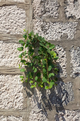 Streets of Orebic town, Peljesac peninsula, Croatia