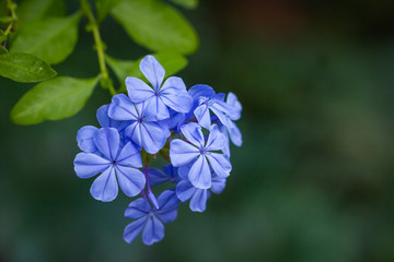 blue flower on green background