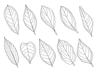 Leaves line single leaf and leaf pattern black Bring to color decorate on white background illustration  vector