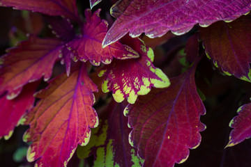 red flower