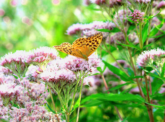 butterfly on a flower