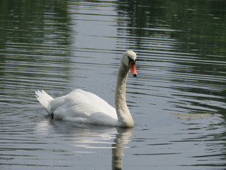 Fototapeta premium Swan Swimming