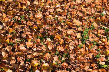 Textural background from fallen leaves of a poplar. An autumn ca