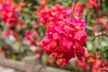purple bougainvillea flowers