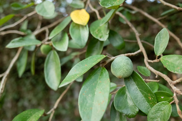 fruit of aiyu jelly tree