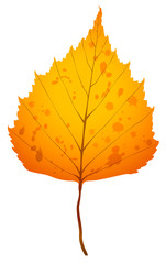 Realistic vector illustration of one autumn birch leaf isolated on white background.