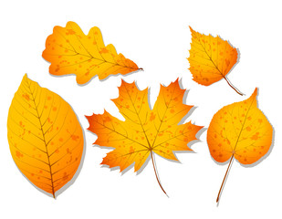 A set of autumn leaves such as walnut, oak, birch, linden and maple. Realistic vector october illustration
