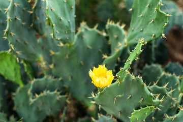 yellow flower with green cactus