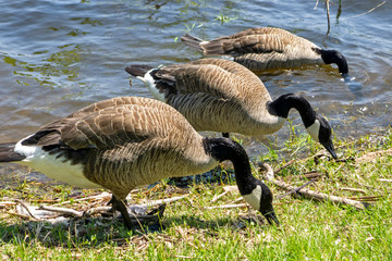 Canada geese feeding by lakeshore