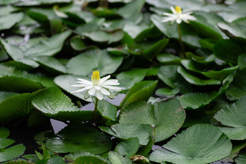 white lotus flower with green leaves