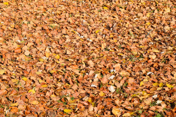 Textural background from fallen leaves of a poplar. An autumn ca