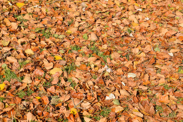Textural background from fallen leaves of a poplar. An autumn carpet from foliage. the turned yellow autumn dry leaves of a poplar.
