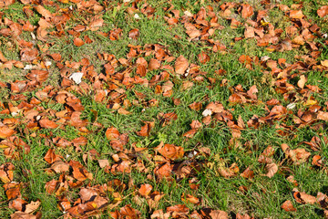 Textural background from fallen leaves of a poplar. An autumn ca