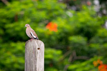 White winged dove, standing on a wooden post while drizzling.