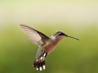 Hummer In Flight
