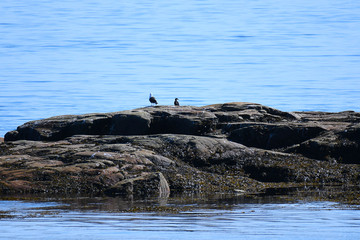 Cormorant resting on a rock on the Saint Laurent river nearby Tadoussac