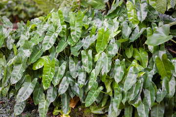 Fototapeta na wymiar Green leaves background in garden