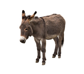Donkey isolated on white background.