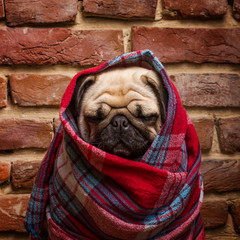Cute pug wrapped in a blanket