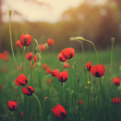 Field of bright red corn poppy flowers in summer