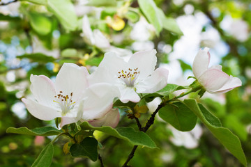 Blossoming Apple Tree. Nature background.