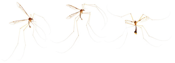 Big flying mosquito on isolated white background, pest, harmful insect. Insect of the family Tipulidae.