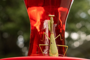 praying mantis looking at itself in hummingbird feeder 