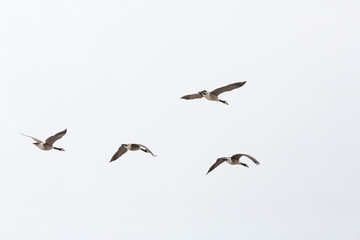 A flock of Canada Geese isolated on white suitable for compositing