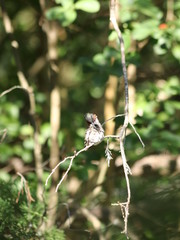 Young Male Ruby-Throated Hummer