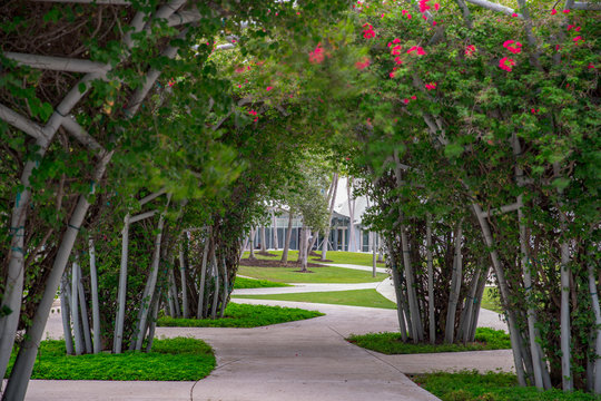 Walkway with arching trees photo