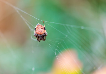 Start of a spider web