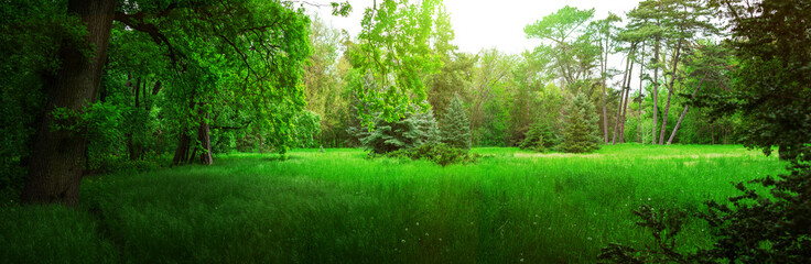 Spring Nature.  Park with Green Grass and Trees.