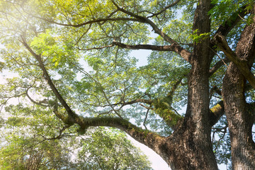 big tree with sunlight