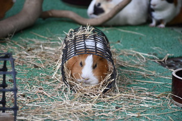 モルモット
