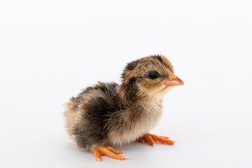 isolated chicks are practicing walking by themselves.