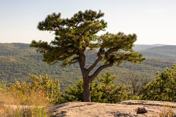 Lonely tree on top of mountain