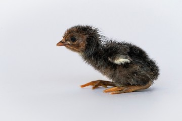 isolated chicks are practicing walking by themselves.
