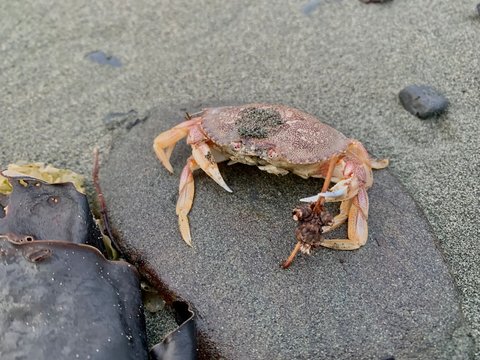 Dungeness Crab In Alaska 