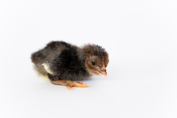 isolated chicks are practicing walking by themselves.