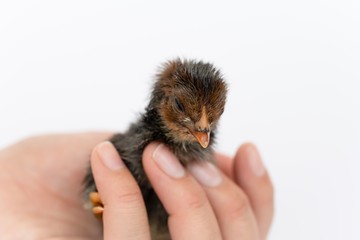 isolated chicks are practicing walking by themselves.