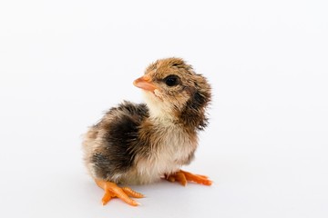 isolated chicks are practicing walking by themselves.