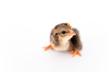 isolated chicks are practicing walking by themselves.