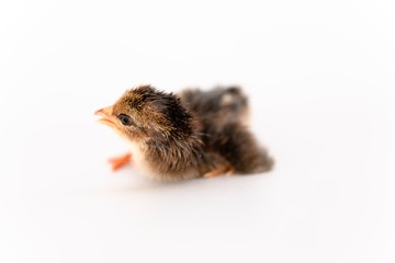 isolated chicks are practicing walking by themselves.