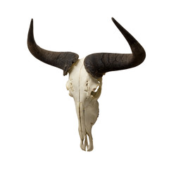 Wildebeest skull and horns isolated on a white background